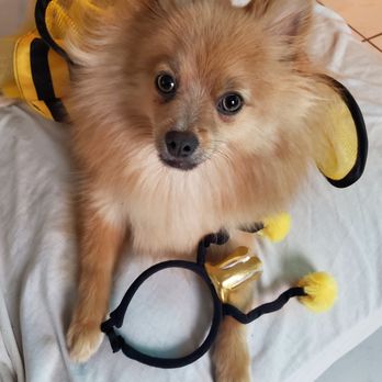 Cambria Concierge - One happy, pampered pooch! - Pet Sitting Near Me Cambria Concierge - One happy, pampered pooch! - Pet Sitting Near Me