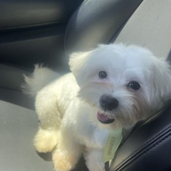 Ironmaya Pet Grooming - Pet Groomers Near Me - Upland, California Ironmaya Pet Grooming - Pet Groomers Near Me - Upland, California