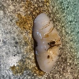 Scallop Scallop