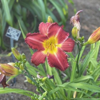 Norfolk Botanical Garden - Venues & Event Spaces Near Me - Norfolk, Virginia Norfolk Botanical Garden - Venues & Event Spaces Near Me - Norfolk, Virginia