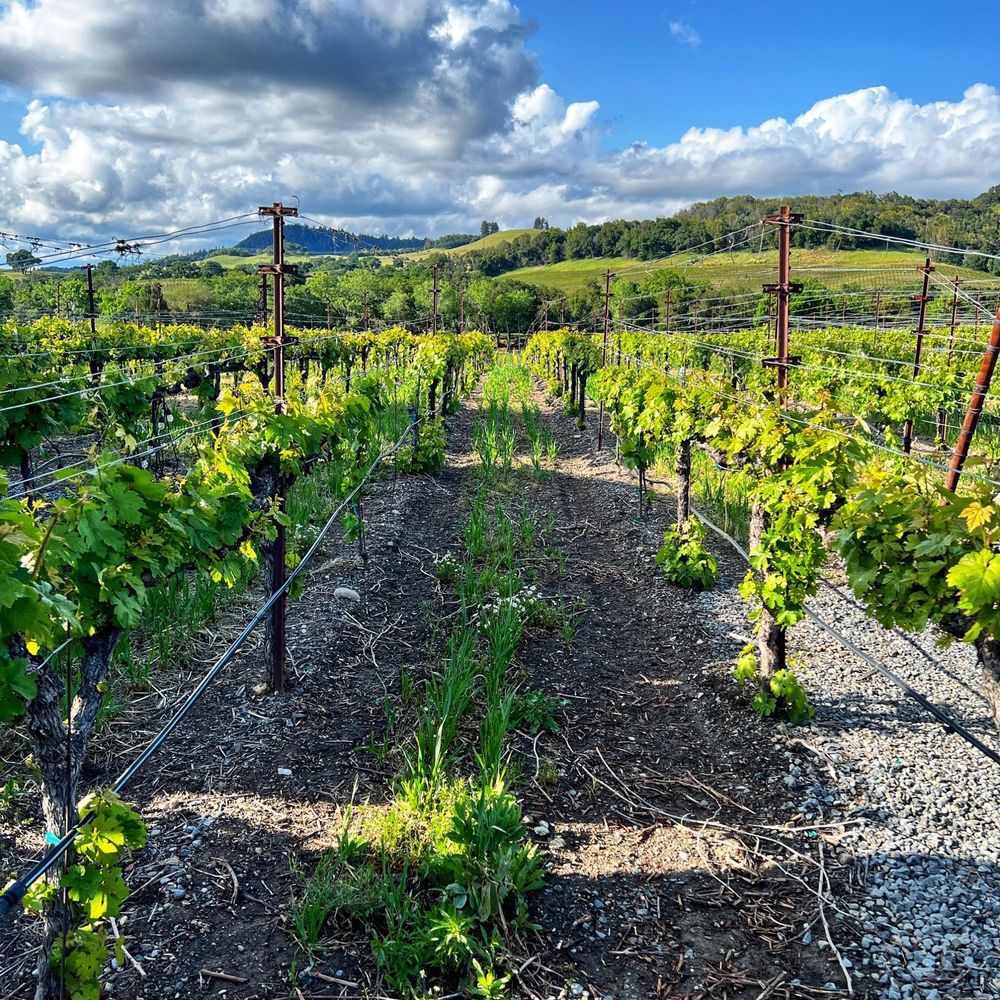 Viszlay Vineyards - rows of vines in a vineyard - Wineries Near Me - Healdsburg, California