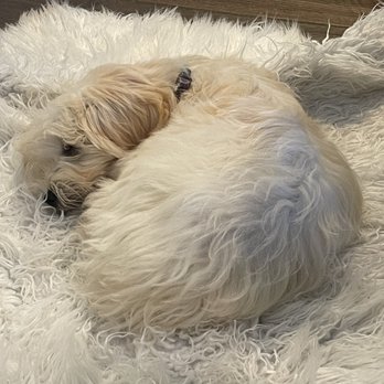 Mustang Veterinary Hospital - My poor sick Mellow has just lain here for the last 12 hours. - Veterinarians Near Me - Mustang, Oklahoma Mustang Veterinary Hospital - My poor sick Mellow has just lain here for the last 12 hours. - Veterinarians Near Me - Mustang, Oklahoma