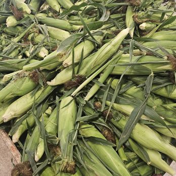 Williams Farm Stand - Sweet corn - Fruits & Veggies Near Me - Cicero, New York Williams Farm Stand - Sweet corn - Fruits & Veggies Near Me - Cicero, New York