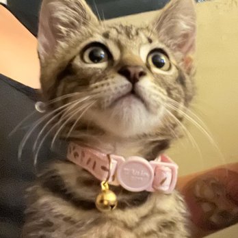 Pounce Hawaii - The kitten who chose his fur ever home. - Pet Boarding Near Me - Honolulu, Hawaii