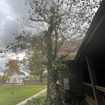 Tier One Tree Experts - Nice leaner. Before - Tree Services Near Me Tier One Tree Experts - Nice leaner. Before - Tree Services Near Me