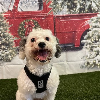 Dogwood Play Park - Even has an area for holiday photo! Love it. - Dog Parks Near Me - Seattle, Washington Dogwood Play Park - Even has an area for holiday photo! Love it. - Dog Parks Near Me - Seattle, Washington