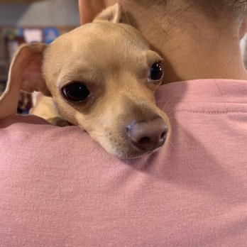 Beach Vet Clinic - KC Roo - Veterinarians Near Me - Cortez, Florida