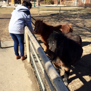 Dakota Zoo - mini ponies - Zoos Near Me - Bismarck, North Dakota