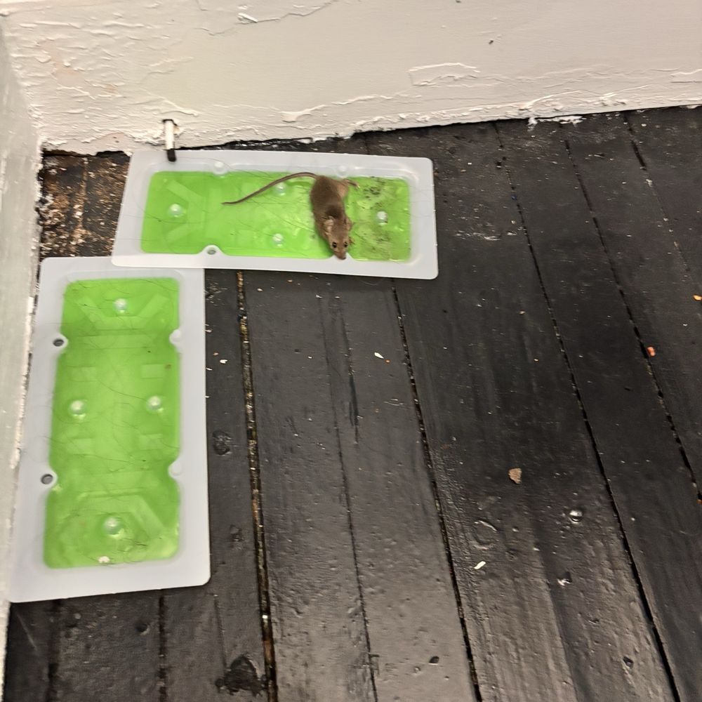We caught 20 mice in 2 months We caught 20 mice in 2 months