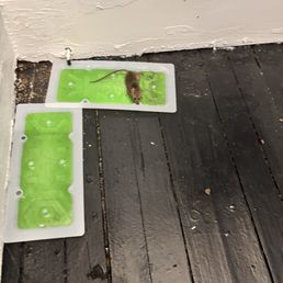 We caught 20 mice in 2 months We caught 20 mice in 2 months