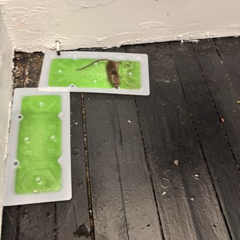 B2B Realty - We caught 20 mice in 2 months - Property Management Near Me - Brooklyn, Ohio B2B Realty - We caught 20 mice in 2 months - Property Management Near Me - Brooklyn, Ohio