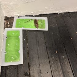 B2B Realty - We caught 20 mice in 2 months