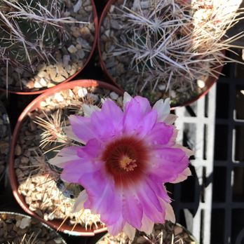 B & B Cactus Farm - Nurseries & Gardening Near Me - Tucson, Arizona