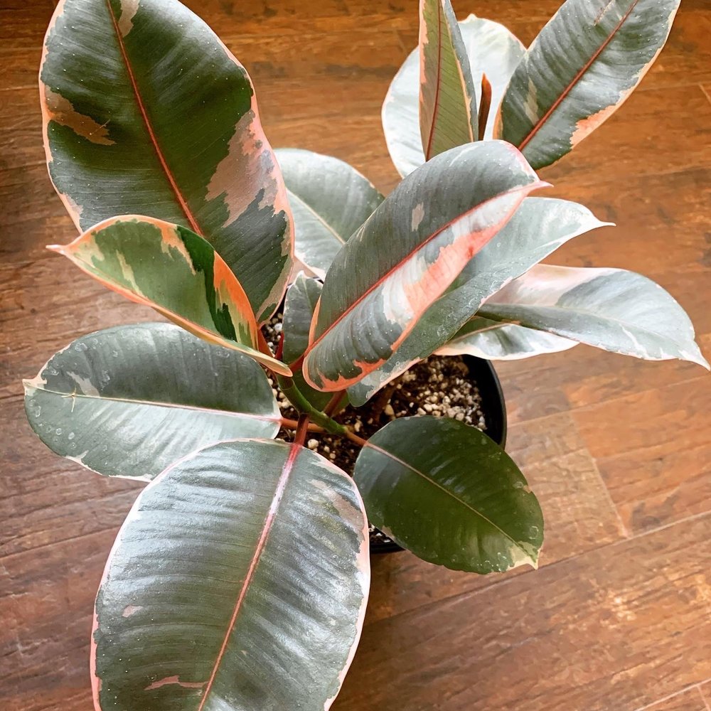 Sunland Flowers - Ruby rubber tree - Florists Near Me - Anaheim, California Sunland Flowers - Ruby rubber tree - Florists Near Me - Anaheim, California