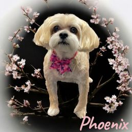 Phoenix's adorable glamour shot! Phoenix's adorable glamour shot!