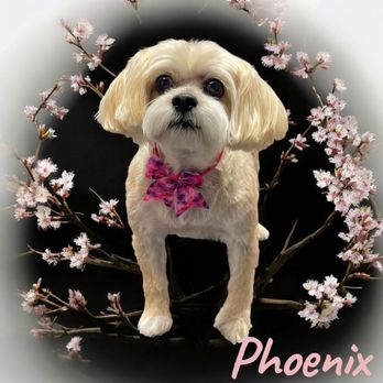 Sunny Days Mobile Grooming - Phoenix's adorable glamour shot! - Pet Groomers Near Me Sunny Days Mobile Grooming - Phoenix's adorable glamour shot! - Pet Groomers Near Me