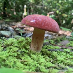 Margarette Falls Trail