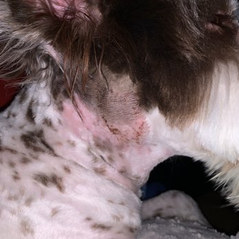 Most Valuable Pets - Behind the other ear - Pet Stores Near Me - Lexington, Kentucky