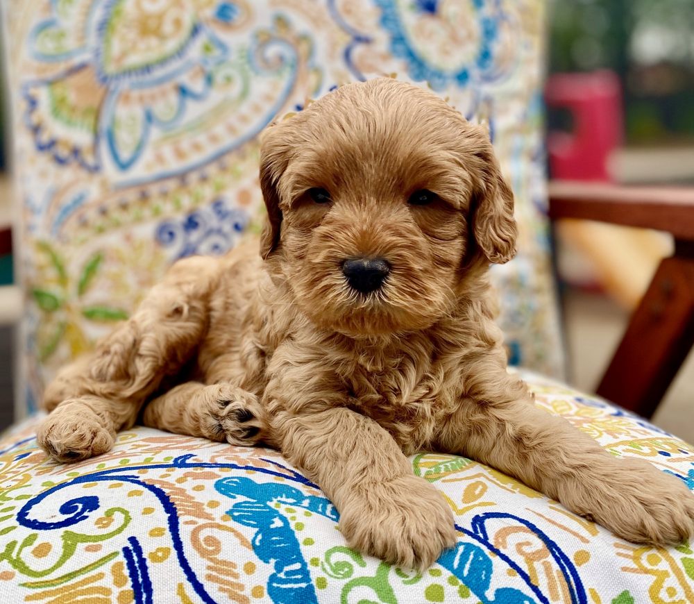 ELITE BLEND LABRADOODLES SAN DIEGO 20 Photos San Diego