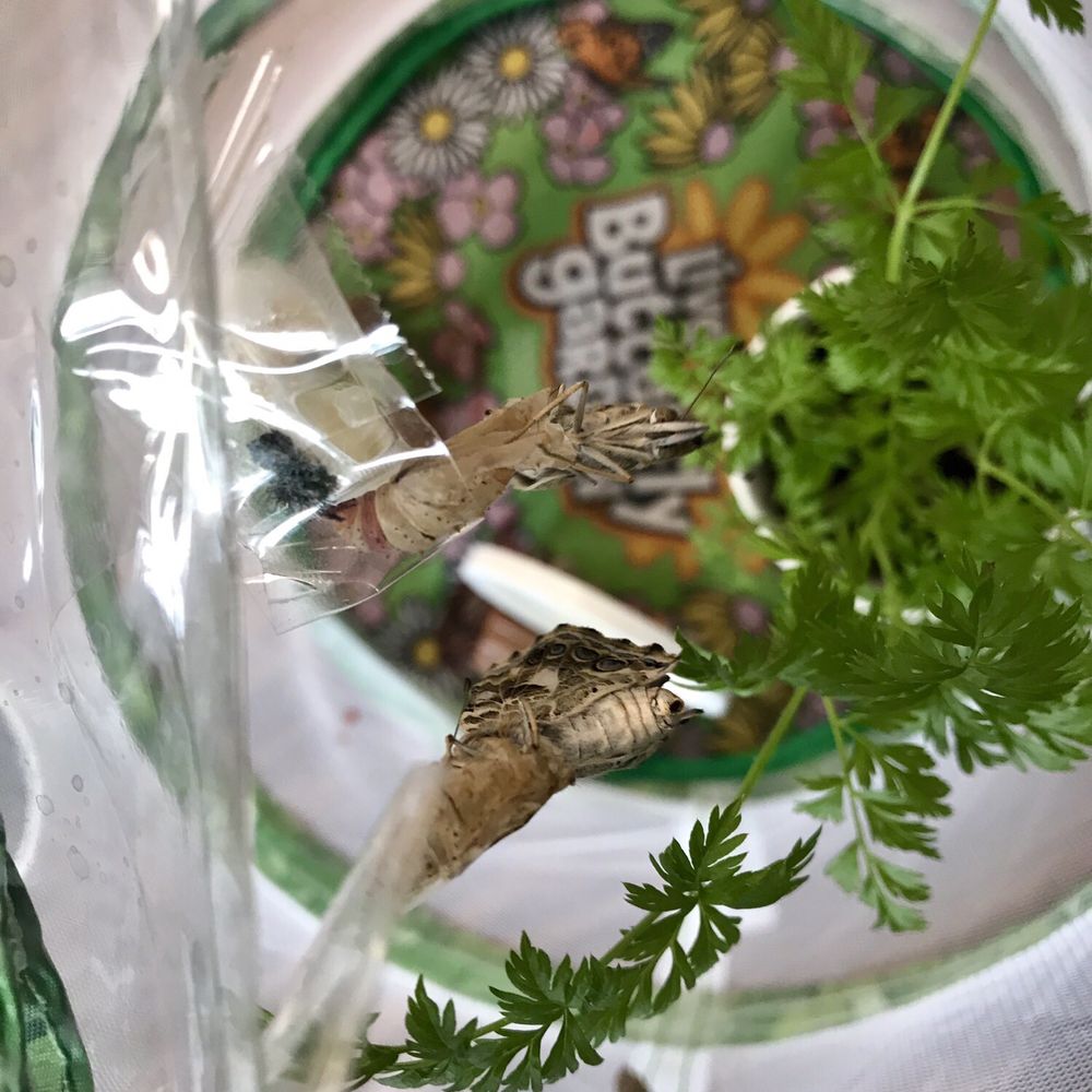 Robert E. Lake E.S. - Butterfly Garden - two hatched from their cocoons today - Elementary Schools Near Me - Las Vegas, Nevada