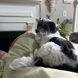 Cary Kennels & Spa - My baby