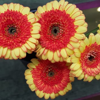 Flower Frenzy - Fresh! - Florists Near Me