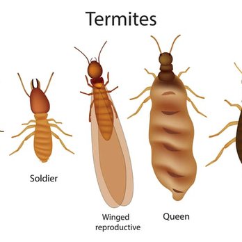 Absolutely The Best Exterminating - Pest Control Near Me - Euclid, Ohio