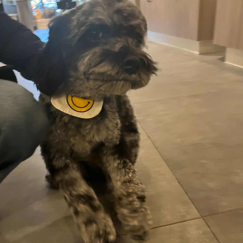 Pupstudio - My dog - Pet Stores Near Me - New York, New York Pupstudio - My dog - Pet Stores Near Me - New York, New York