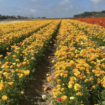 The Flower Fields - Venues & Event Spaces Near Me - Carlsbad, California