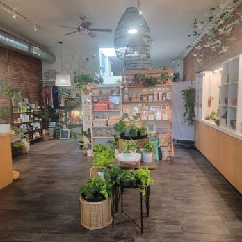Vang's Plants and Succulents Hub - Nurseries & Gardening Near Me - Chico, California Vang's Plants and Succulents Hub - Nurseries & Gardening Near Me - Chico, California
