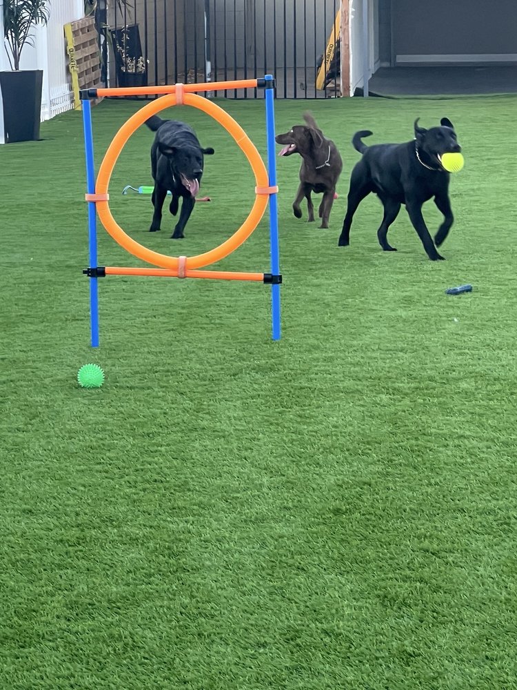 ROYAL PET RESORT - Updated June 2025 - 14 Photos & 12 Reviews - 26046 ...
