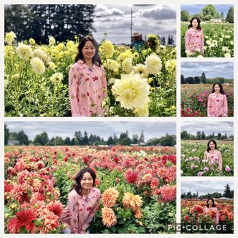 Swan Island Dahlias - 08/30/2018: The many colors & varieties - Nurseries & Gardening Near Me - Canby, Oregon