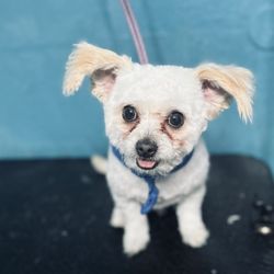 Off The Grid Pet Sitting - puppy 3!