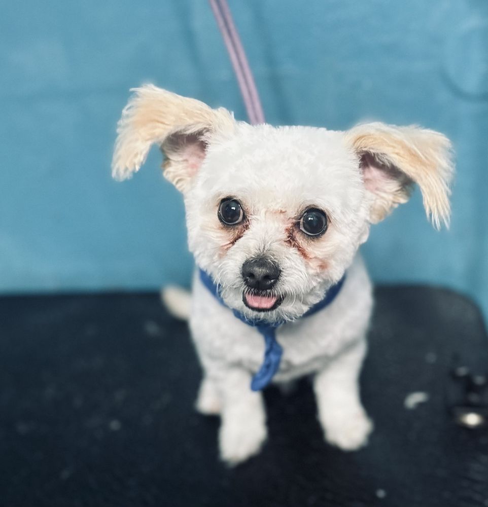 Off The Grid Pet Sitting - pet boarding facility in Richmond, CA