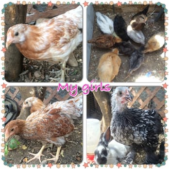 Chickens Galore - Pet Stores Near Me - Norco, California Chickens Galore - Pet Stores Near Me - Norco, California