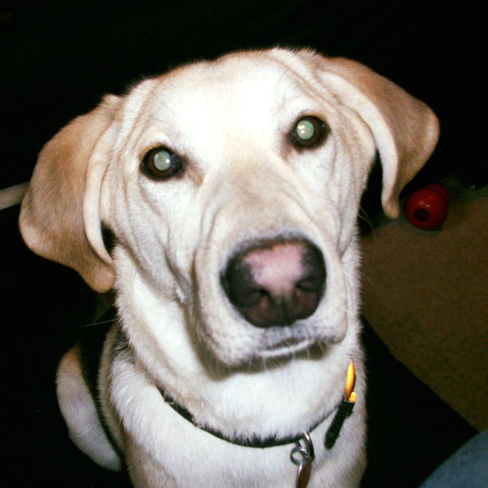 HUMANE SOCIETY OF HURON VALLEY 25 Photos & 71 Reviews Animal