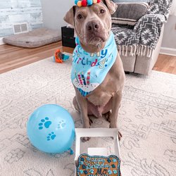 Woof Stop Barkery - Cake