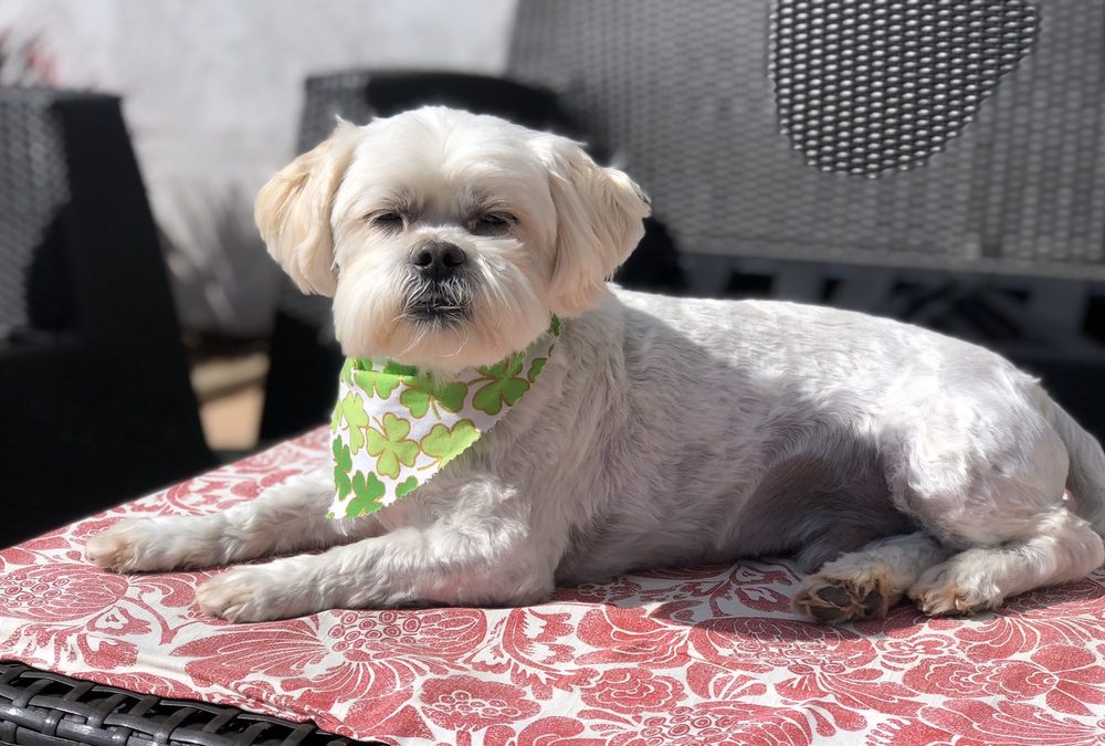 VISTA PET GROOMERY 54 Photos & 40 Reviews 2210 E Vista Way, Vista