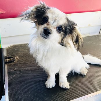 Paws on The Go Mobile Pet Spa - Pet Groomers Near Me Paws on The Go Mobile Pet Spa - Pet Groomers Near Me