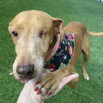 Live Love Pet - Pet Groomers Near Me - Honolulu, Hawaii Live Love Pet - Pet Groomers Near Me - Honolulu, Hawaii