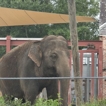 Audubon Zoo - Asian Elephant. She's 53 years old I believe. - Aquariums Near Me - New Orleans, Louisiana Audubon Zoo - Asian Elephant. She's 53 years old I believe. - Aquariums Near Me - New Orleans, Louisiana