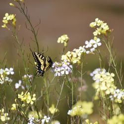 Get Out of Town Tours - Swallowtail Butterfly and Wildflower, Oregon Wetland