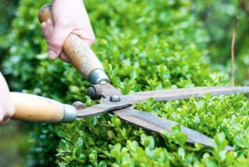 Green Wise Group - tree service in Miami, FL