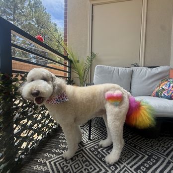 Lucky Dog Grooming - Bath, brush, and color for my poodle - Pet Groomers Near Me - Denver, Colorado