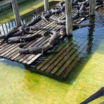 Gatorland - Zoos Near Me - Orlando, Florida Gatorland - Zoos Near Me - Orlando, Florida