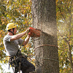 M & M Pest & Tree