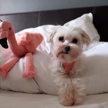 Odyssey Pets - Flamingo toy - Pet Stores Near Me - Dallas, Texas
