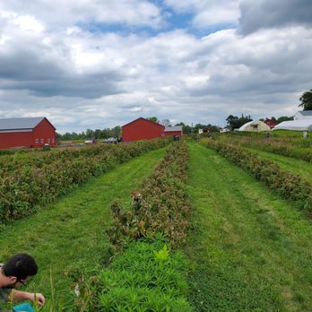 Greg's U-Pick - Several rows of raspberry bushes, well maintained - Pick Your Own Farms Near Me - Clarence Center, New York