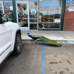 An occasional and rare member of the gym, Pete the Peacock. A true local attends this gym! An occasional and rare member of the gym, Pete the Peacock. A true local attends this gym!