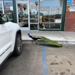 Accel Fitness - An occasional and rare member of the gym, Pete the Peacock. A true local attends this gym!